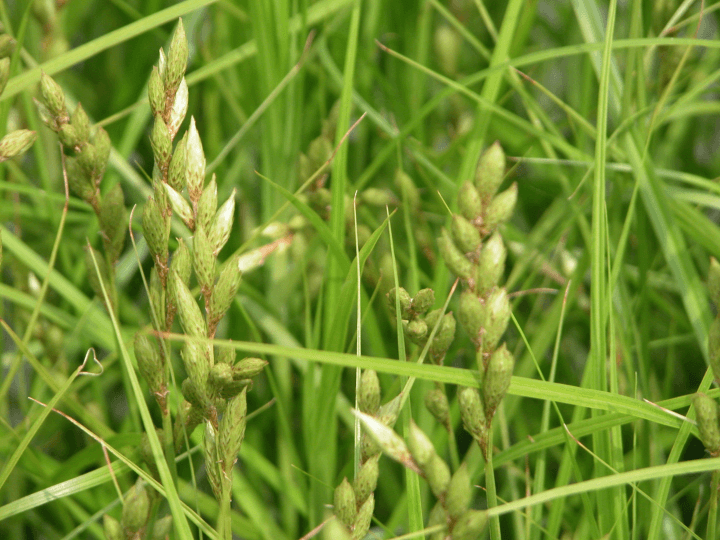 Carex miskingumensis